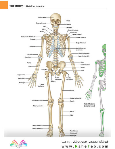 Gray's atlas of anatomy