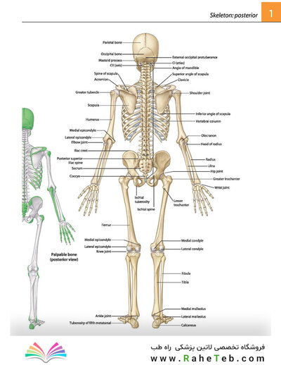 Gray's atlas of anatomy