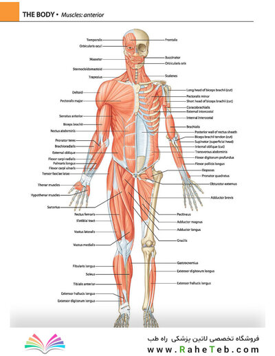 Gray's atlas of anatomy