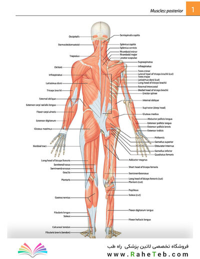 Gray's atlas of anatomy