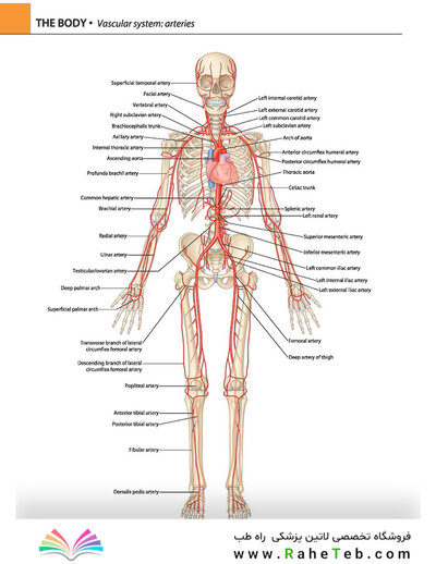 Gray's atlas of anatomy