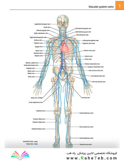 Gray's atlas of anatomy