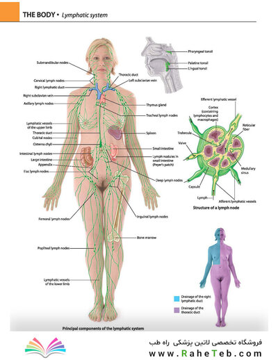 Gray's atlas of anatomy