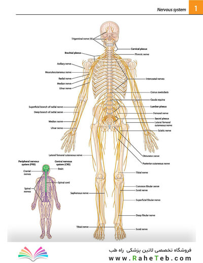Gray's atlas of anatomy