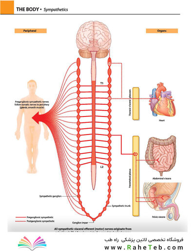 Gray's atlas of anatomy