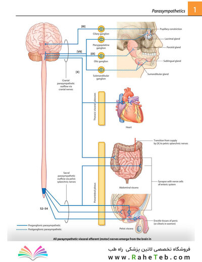 Gray's atlas of anatomy