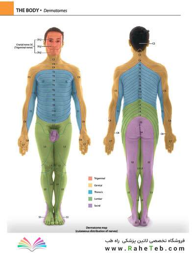 Gray's atlas of anatomy