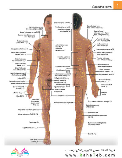 Gray's atlas of anatomy