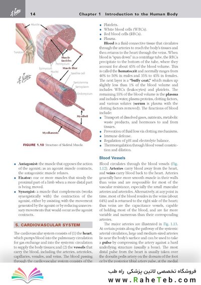 کتاب Netter's Clinical Anatomy