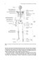 Physics of the Human Body