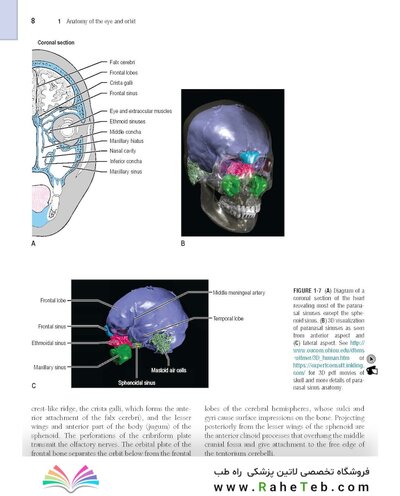 The Eye: Basic Sciences in Practice 4th Edition2015