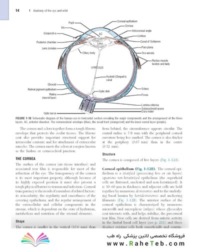 The Eye: Basic Sciences in Practice 4th Edition2015