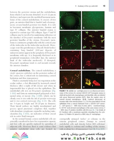 The Eye: Basic Sciences in Practice 4th Edition2015