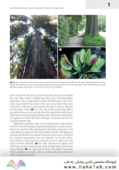 Plant Anatomy : A Concept-Based Approach to the Structure of Seed Plants
