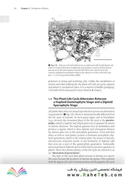 Plant Anatomy : A Concept-Based Approach to the Structure of Seed Plants