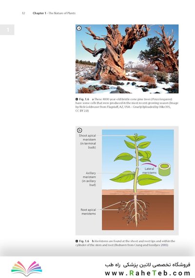 Plant Anatomy : A Concept-Based Approach to the Structure of Seed Plants