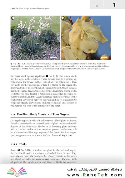 Plant Anatomy : A Concept-Based Approach to the Structure of Seed Plants