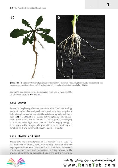 Plant Anatomy : A Concept-Based Approach to the Structure of Seed Plants