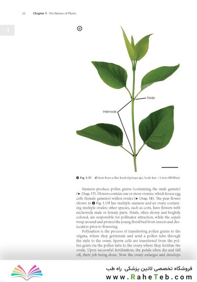 Plant Anatomy : A Concept-Based Approach to the Structure of Seed Plants