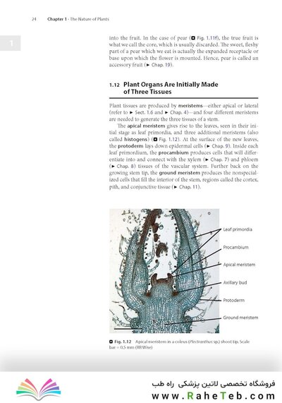 Plant Anatomy : A Concept-Based Approach to the Structure of Seed Plants