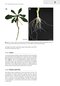 Plant Anatomy : A Concept-Based Approach to the Structure of Seed Plants