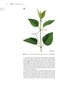 Plant Anatomy : A Concept-Based Approach to the Structure of Seed Plants