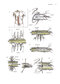 Zollinger's Atlas of Surgical Operations, Eleventh Edition 11th Edition