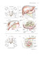 Zollinger's Atlas of Surgical Operations, Eleventh Edition 11th Edition
