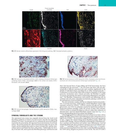 Rheumatology, 2-Volume Set 8th Edicion 2023