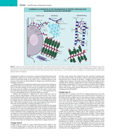 Rheumatology, 2-Volume Set 8th Edicion 2023
