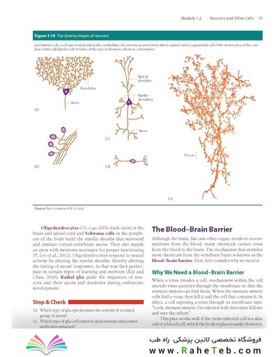 2023 Biological Psychology 14th Edicion