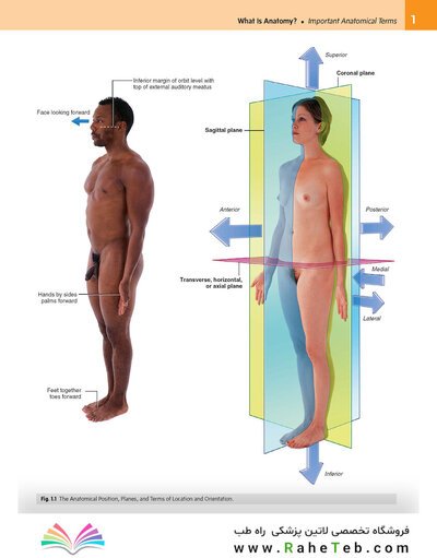 Gray’s Anatomy for Students 5th Edition 2024