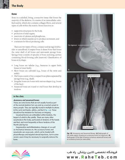 Gray’s Anatomy for Students 5th Edition 2024