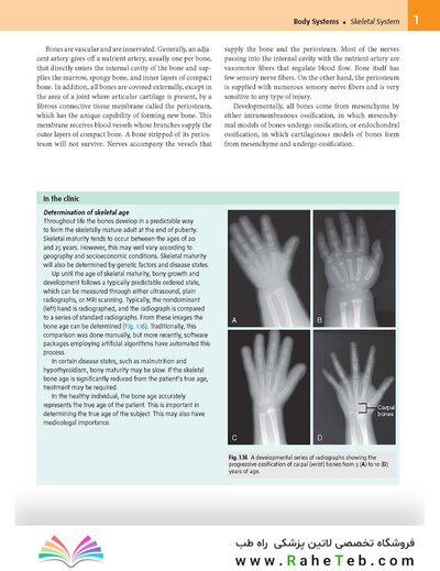 Gray’s Anatomy for Students 5th Edition 2024