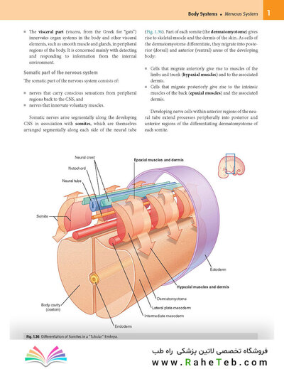 Gray’s Anatomy for Students 5th Edition 2024