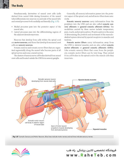 Gray’s Anatomy for Students 5th Edition 2024