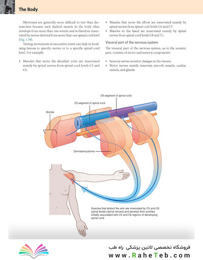 Gray’s Anatomy for Students 5th Edition 2024