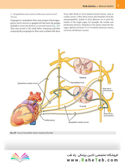 Gray’s Anatomy for Students 5th Edition 2024