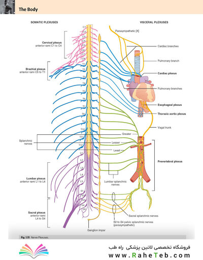 Gray’s Anatomy for Students 5th Edition 2024