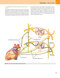 Gray’s Anatomy for Students 5th Edition 2024