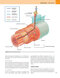 Gray’s Anatomy for Students 5th Edition 2024