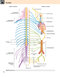 Gray’s Anatomy for Students 5th Edition 2024