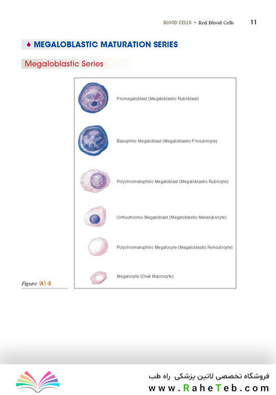 Anderson's Atlas of Hematology 2nd Edicion
