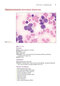 Anderson's Atlas of Hematology 2nd Edicion