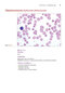 Anderson's Atlas of Hematology 2nd Edicion