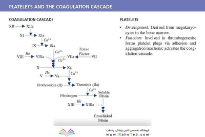 LANGE Pathology Flash Cards, Fourth Edition