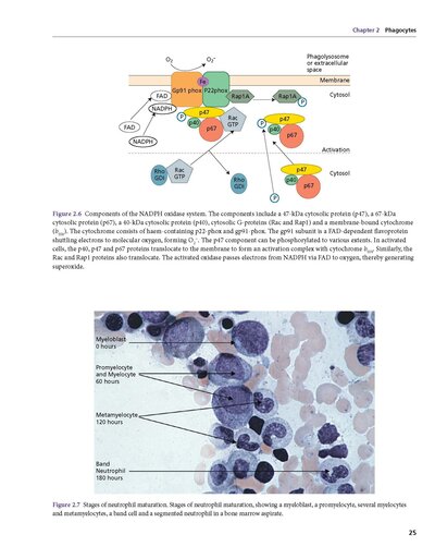 Hoffbrand's Postgraduate Haematology 8th Edition