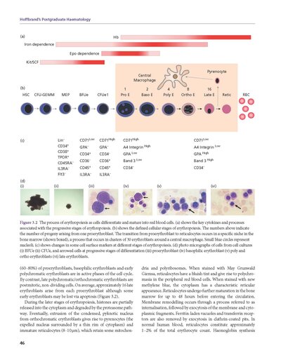 Hoffbrand's Postgraduate Haematology 8th Edition