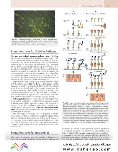 Medical Microbiology 10th Edition