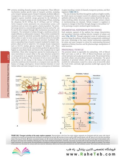 The Principles of Harrison’s Internal Medicine: Kidney and Urinary Tract Diseases 2026